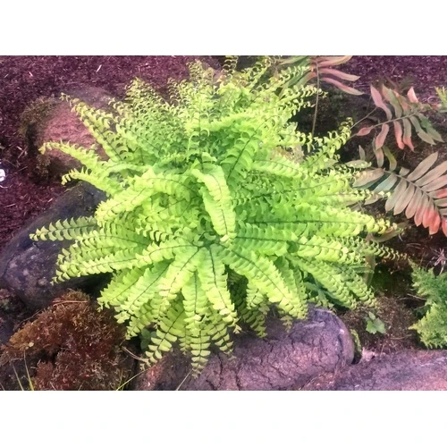 Sveicam portāla lasītājus VASARAS SAULGRIEŽU svētkos!