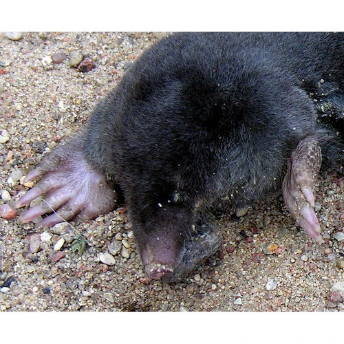 Saeima atļauj nogalināt kurmjus