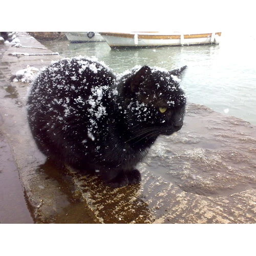 Trešajam lasījumam atbalsta izmaiņas medību jomas regulējumā, kas ļaus medīt arī klaiņojošus mājdzīvniekus