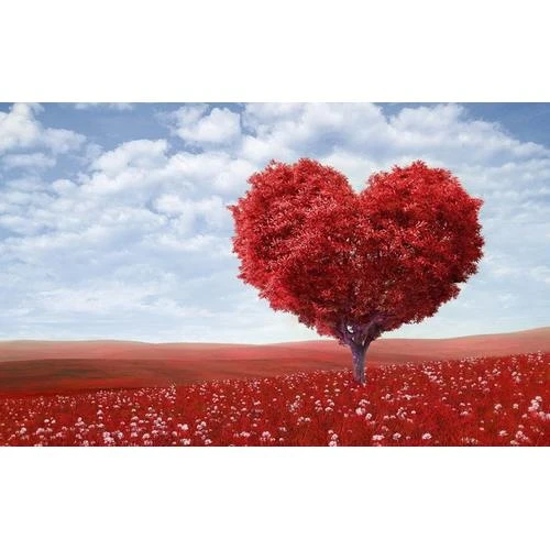 Maina regulējumu audu un orgānu ziedošanas jautājumos