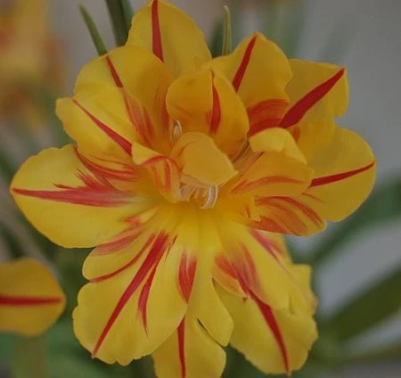 Vēlam skaistas, pavasara spēka un mīlestības piepildītas Lieldienas!