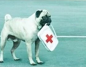 Dzīvniekus apmācību laikā nedrīkstēs ietekmēt fiziski, bet speciāli apmācītus suņus būs jāreģistrē Lauksaimniecības datu centrā 