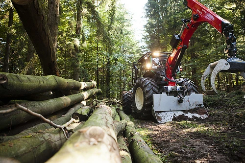 Meža inventarizācijas veicējiem būs nepieciešama augstākā izglītība