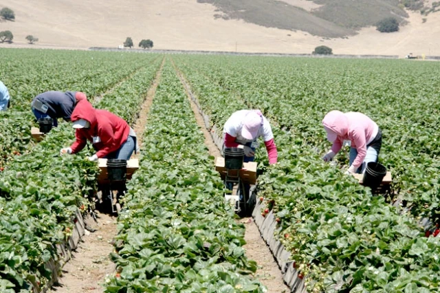 Plāno ieviest sezonas laukstrādnieku ienākuma nodokli, nosakot 15% nodokļa likmi
