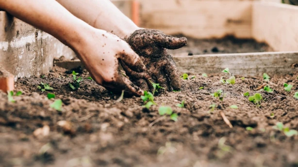 Kas jāzina par sezonas darbinieku nodarbināšanu lauksaimniecībā