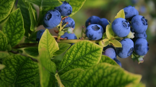 Par ienākumiem no savvaļas veltēm līdz 3000 eiro IIN nav jāmaksā