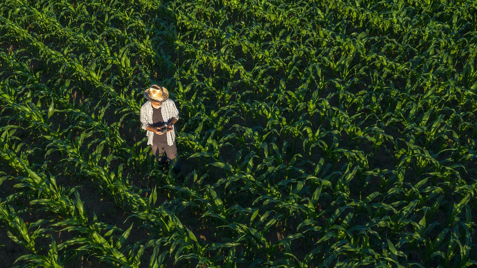 Sezonas laukstrādnieku ienākuma nodoklis