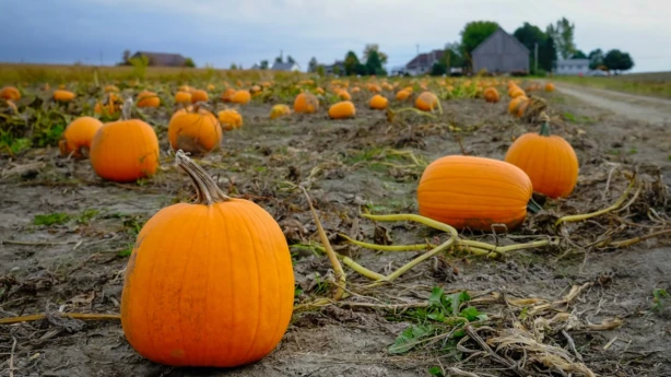 PVN piemērošana gadījumos, kad materiālās vērtības ieguldītas jaundibinātā zemnieku saimniecībā