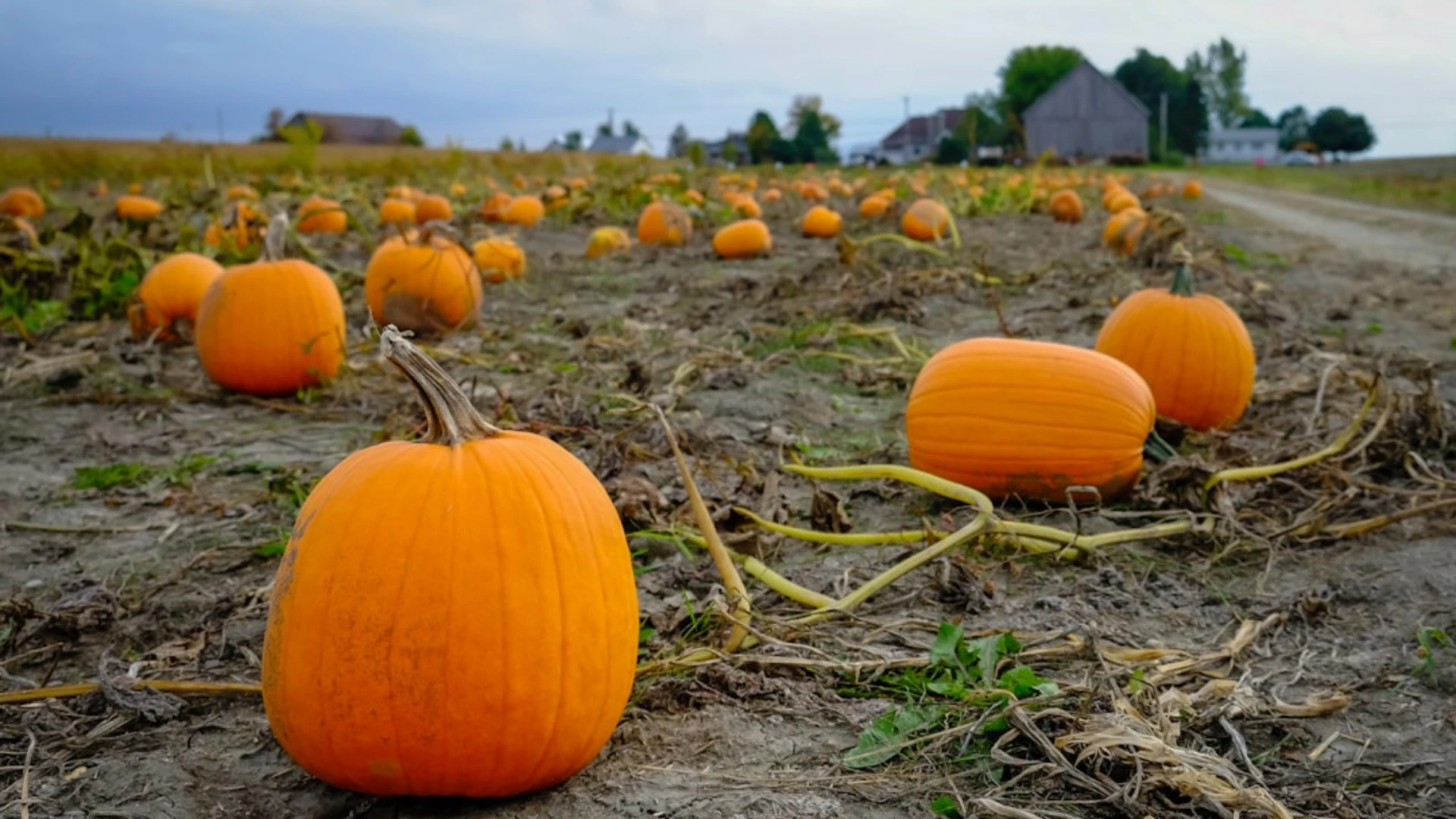 PVN piemērošana gadījumos, kad materiālās vērtības ieguldītas jaundibinātā zemnieku saimniecībā