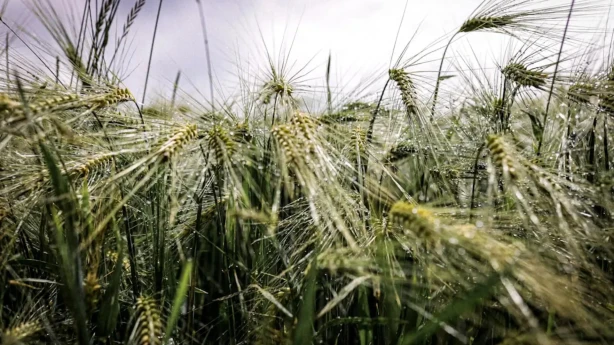 Izsludinot ārkārtējo situāciju, valdība rosina mazināt soda sankcijas lauksaimniekiem par līgumu neizpildi