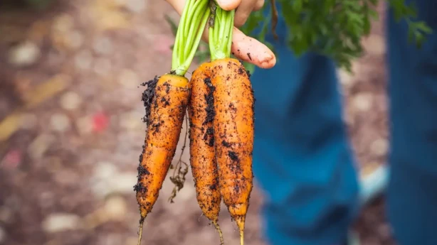 Lauksaimniekiem ieguldījumiem pārstrādē pieejami 17,69 miljoni eiro
