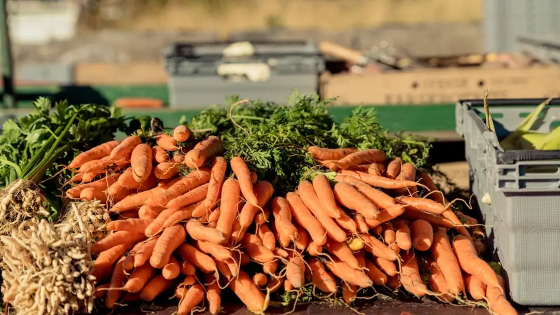 Kāda veida maksātnespējas procesu kreditors var pieteikt zemnieka saimniecībai?