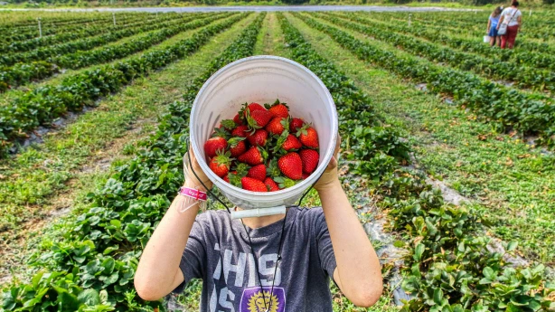 VID atgādina par darbu vasaras brīvlaikā skolēniem un viņu vecākiem