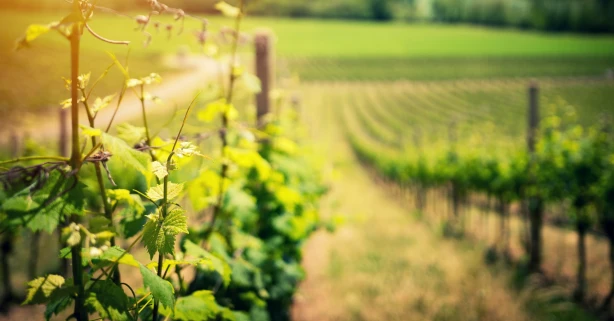 Gruzija ir vīnogulāju un vīndarīšanas dzimtene