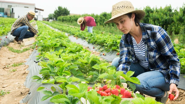 Sezonas laukstrādnieku nodoklis