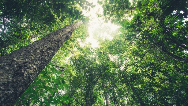 Kā piemēro IIN mežsaimniecības pakalpojumu sniedzējiem un mežu īpašniekiem