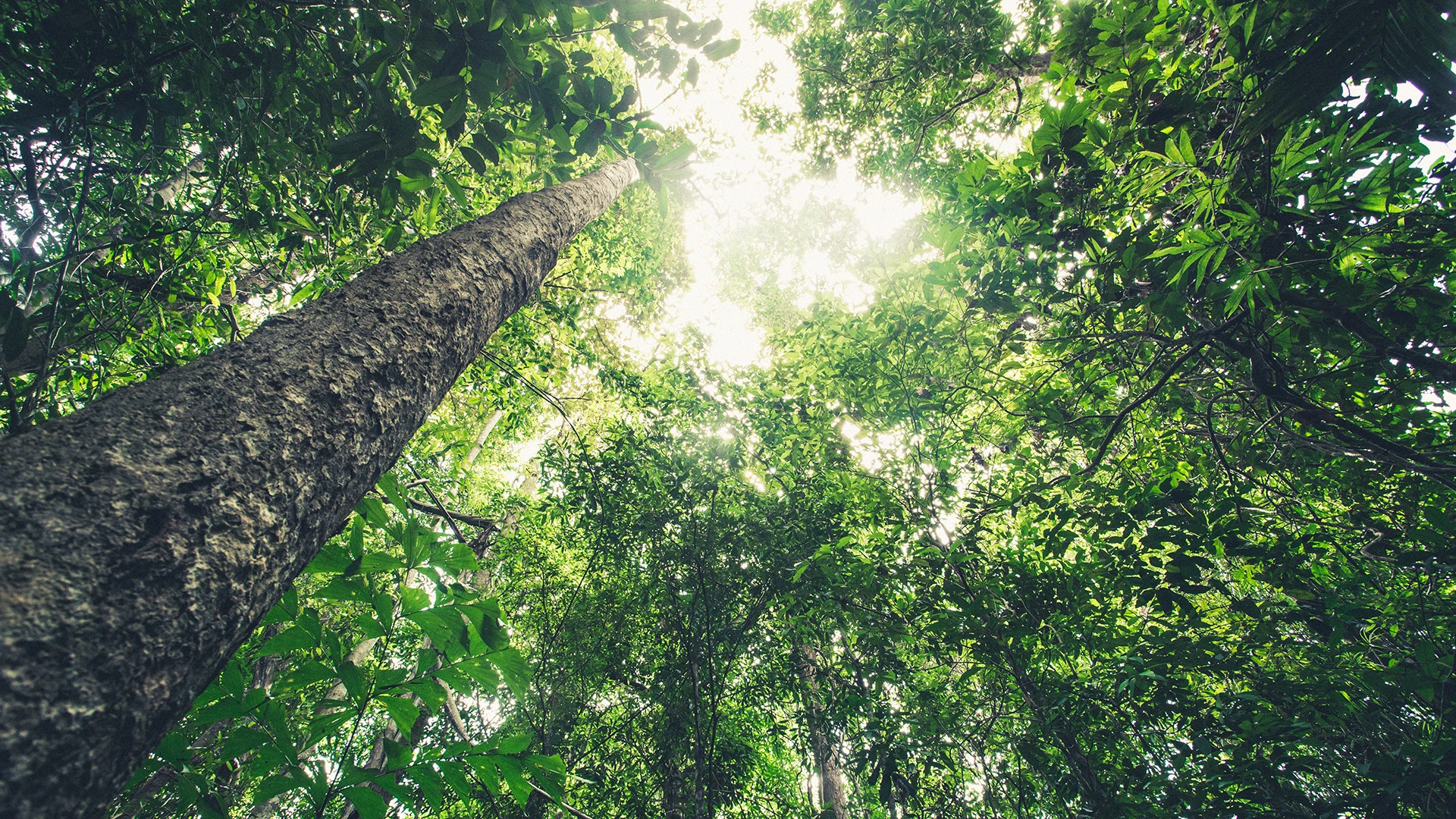 Kā piemēro IIN mežsaimniecības pakalpojumu sniedzējiem un mežu īpašniekiem