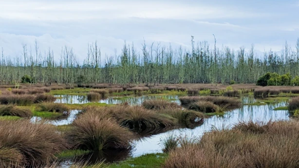 Pēc ES Tiesas sprieduma pasludināšanas Senāts turpinās izskatīt divas lietas par kompensācijas maksājumiem