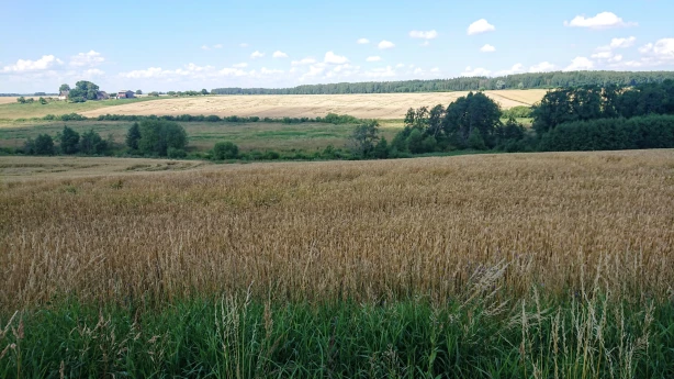 Globālā tirgus situācija nelabvēlīgi ietekmējusi Latvijas graudu un rapšu ražošanas nozari