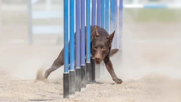 Izvairīšanās no nodokļu nomaksas subjektīvā puse