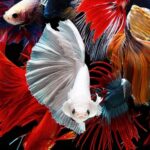 Iveta Zelča: EST atziņas lietā par darba ņēmēju ceļā pavadītā laika iekļaušanu darba laikā